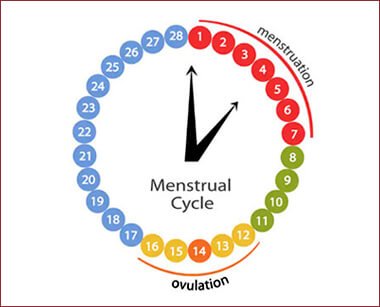 Ovulation & Due Date Calculator